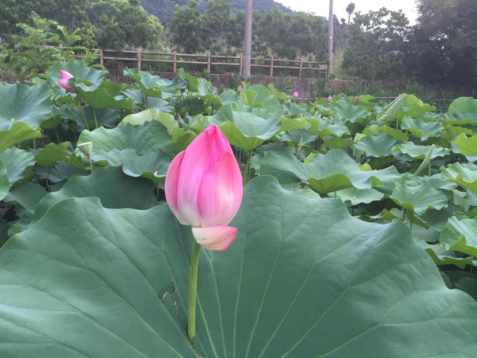 Yu Ho Yuan Lesiure Homestay Nanzhuang Exterior foto